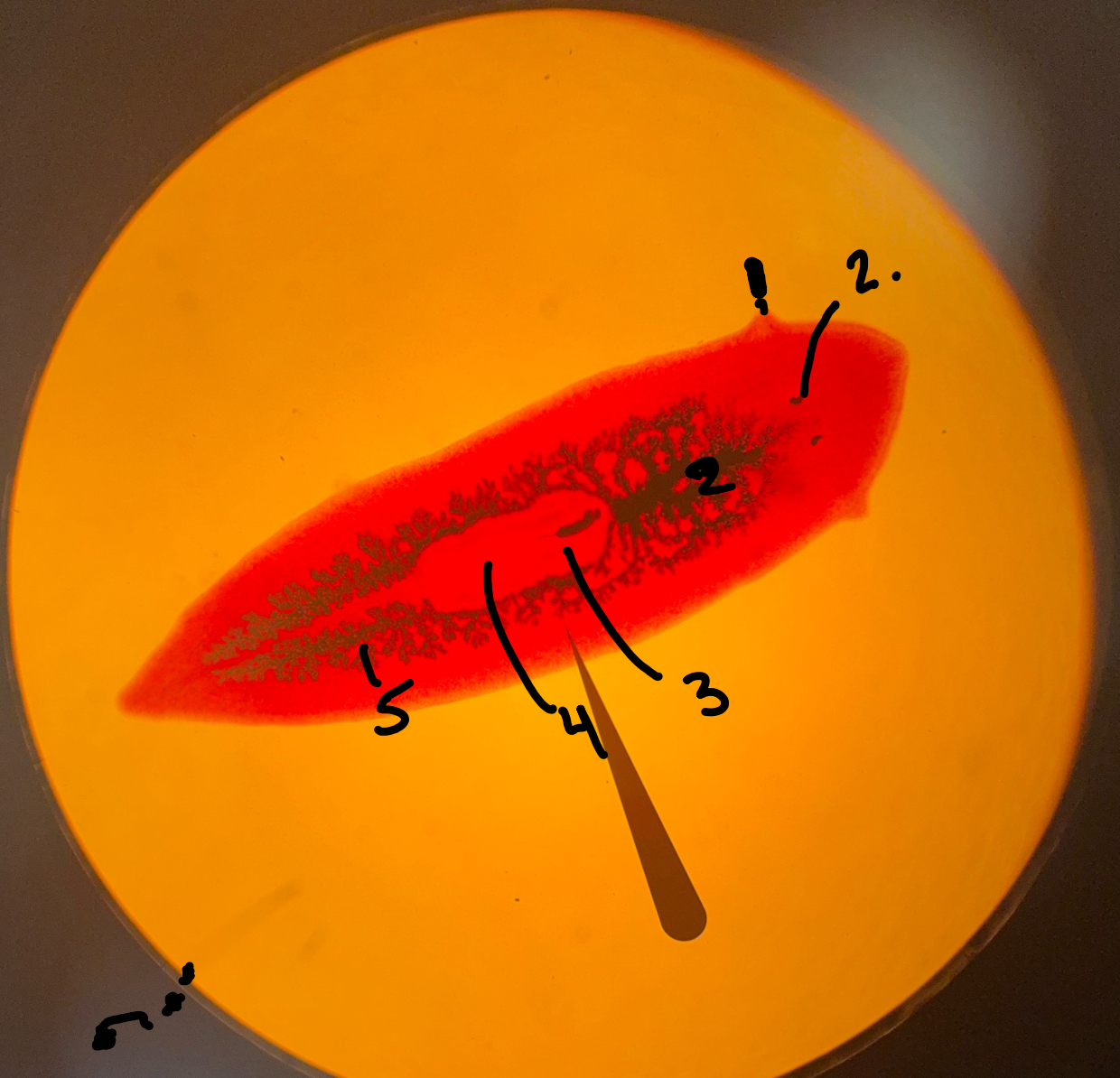<p>What is 4=</p>