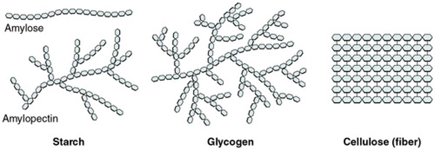 <p>form of energy storage for plants and is an alpha (α) bonded polysaccharide</p><p>- Linear starch: amylose</p><p>- Branched form: amylopectin</p>