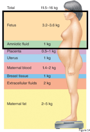 <ul><li><p>11.5-16 kg</p></li></ul><p></p>