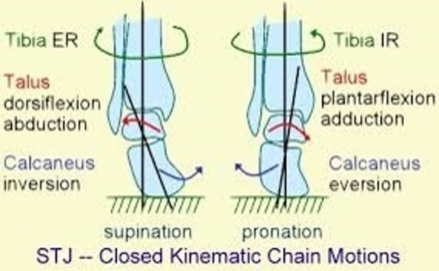 <p>Tibial ER</p><p>Calcaneal INV</p><p>Talar ABD</p><p>Talar DF</p><p>Supination occurs at subtalar joint</p>