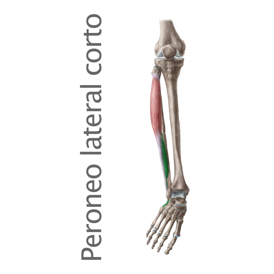 <p>Acc Peroneo lateral corto</p>