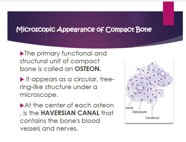 <p>at the center of each osteon</p>
