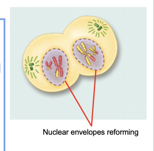 <p>Telophase I (Meiosis)</p>