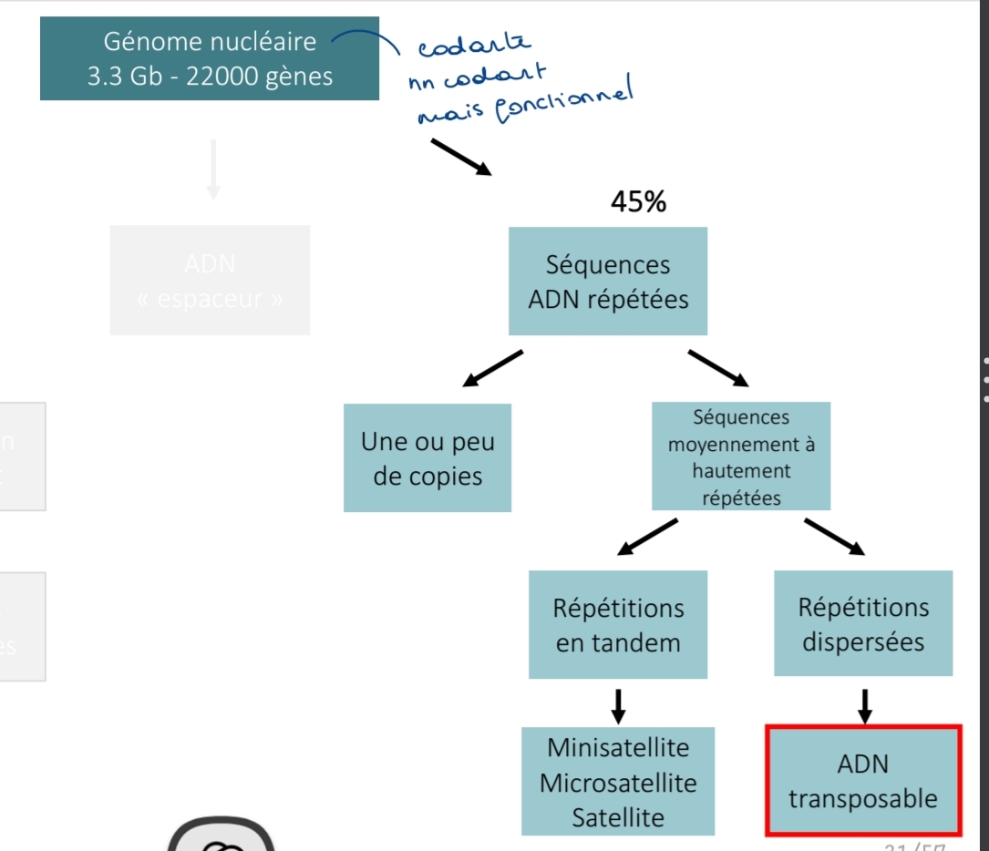 <p class="has-focus"><strong>Organisation génome nucléaire</strong></p><ol><li><p class="has-focus">séquence ADN répété</p></li></ol><p class="has-focus">1.2 séquence moyennement à hautment répété</p><p class="has-focus">répétitition dispérer</p><p class="has-focus"></p><p>→ADN/Éléments transposables : général</p><p class="has-focus"></p>