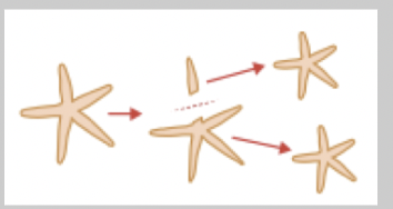 <p>parent breaking into seperate fragments. Each fragment can become seperate organisms. E.g. worms, sea stars, many plants</p>