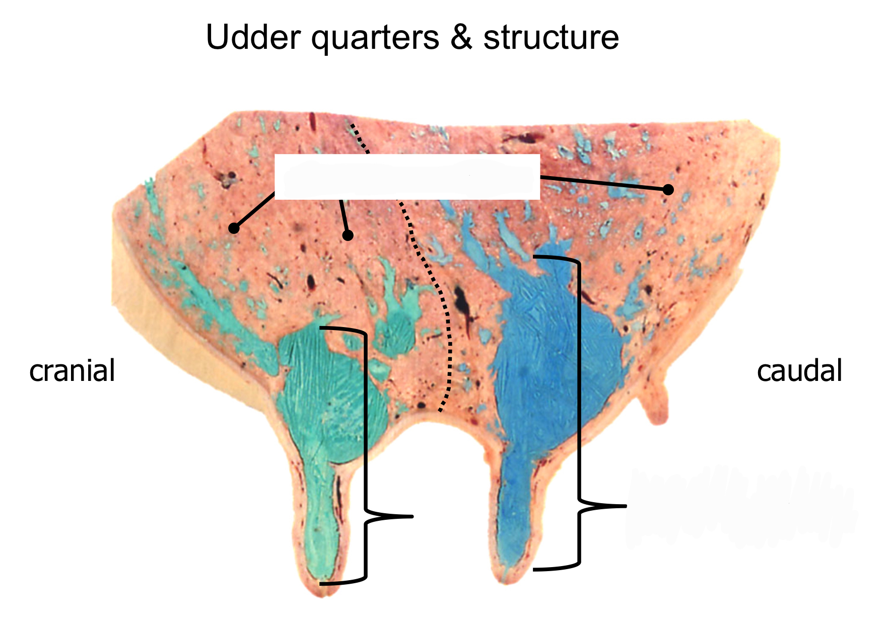 top:gland parenchyma
bottom: lactiferous sinus
