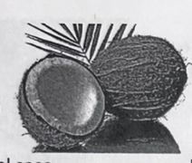 <p>coconut</p>