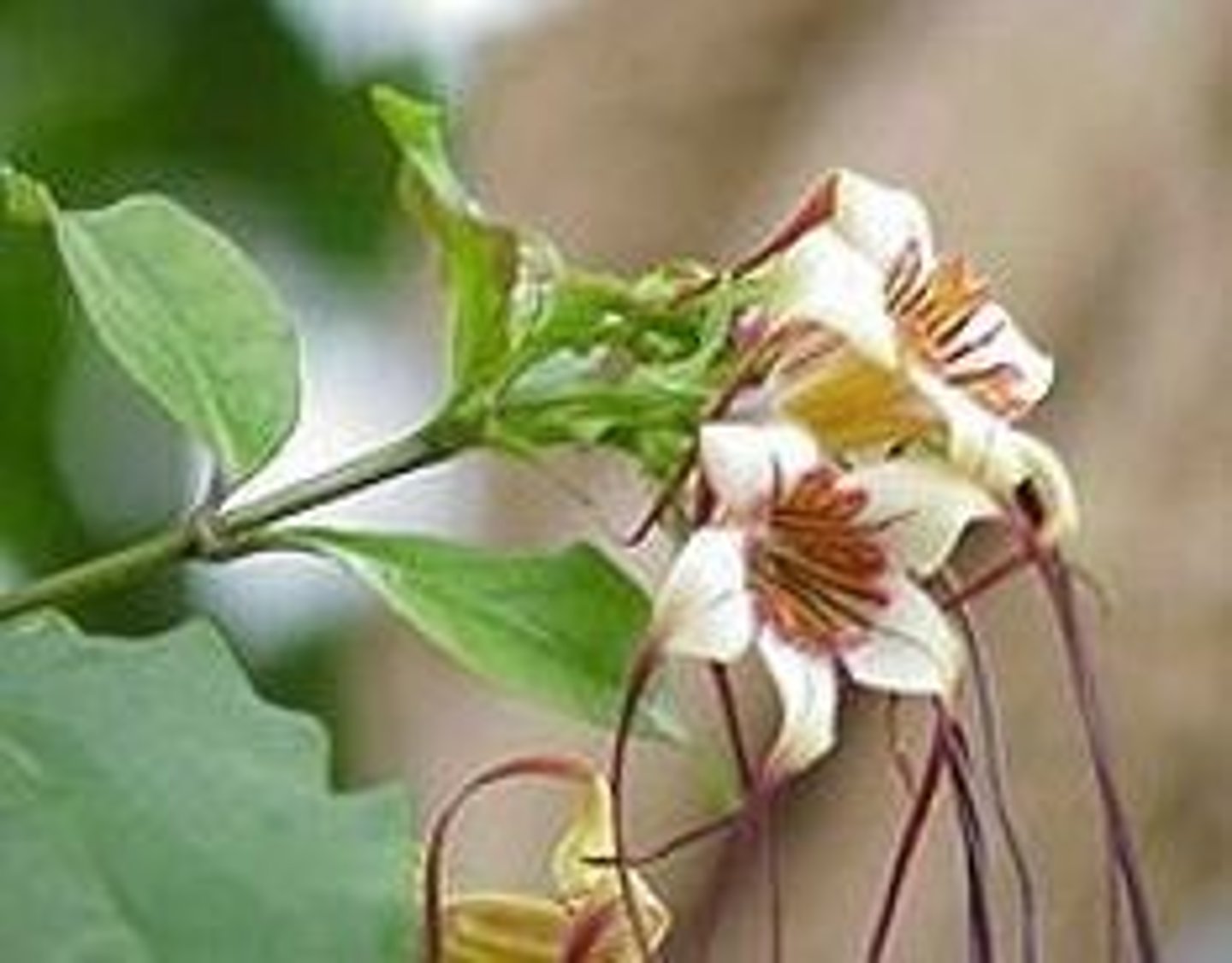<p>what plant family? what is it? what toxin does it produce?</p>