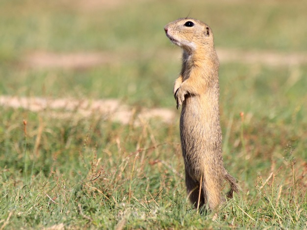 <p>zařaď živočicha do systému</p><p>Třída - řád - čeleď - druh čeština (latina)</p>