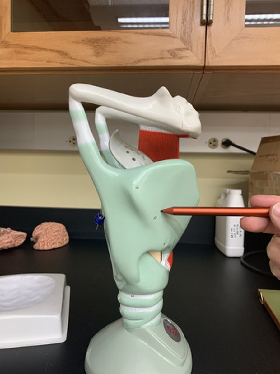 <p>is the largest piece of cartilage in the larynx &amp; is also known as the Adams Apple</p>