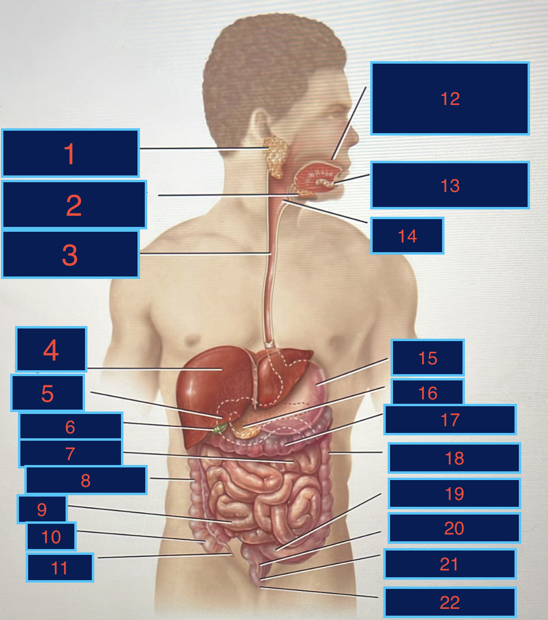 <p><span><span>Identifica qué órgano o estructura del sistema digestivo corresponde al área señalada en la imagen.</span></span></p><p><span><span>5</span></span></p>