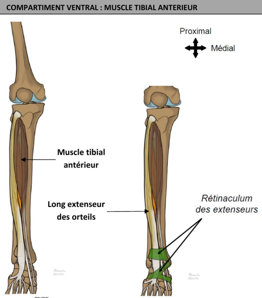 <ul><li><p>vertical, partie médiale du pied en contournant le bord médiale pr se terminer sur face plantaire </p></li><li><p>Sur fibreuse solide dédoublée (sup rectangulaire, inf en Y), face dorsale du tarse, plaque ensemble des 3 muscles du compartiment ventral de la jambe contre le squelette </p></li><li><p>fléchisseur dorsal de cheville sur art tibio-talienne (adducteur cheville) </p></li><li><p>nerf fibulaire profond </p></li></ul><p></p>