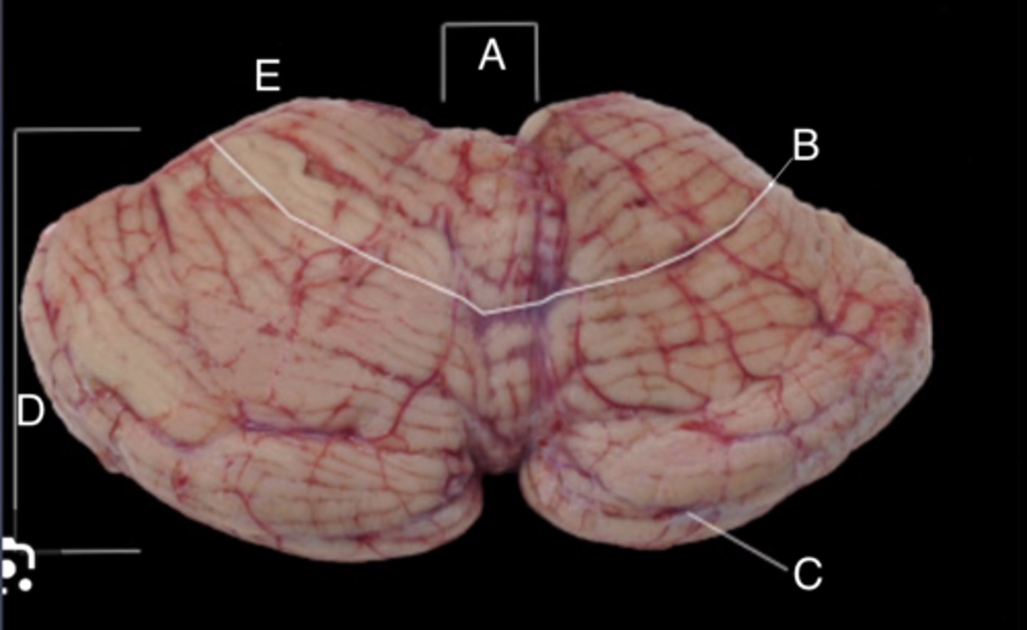 <p>D?</p>