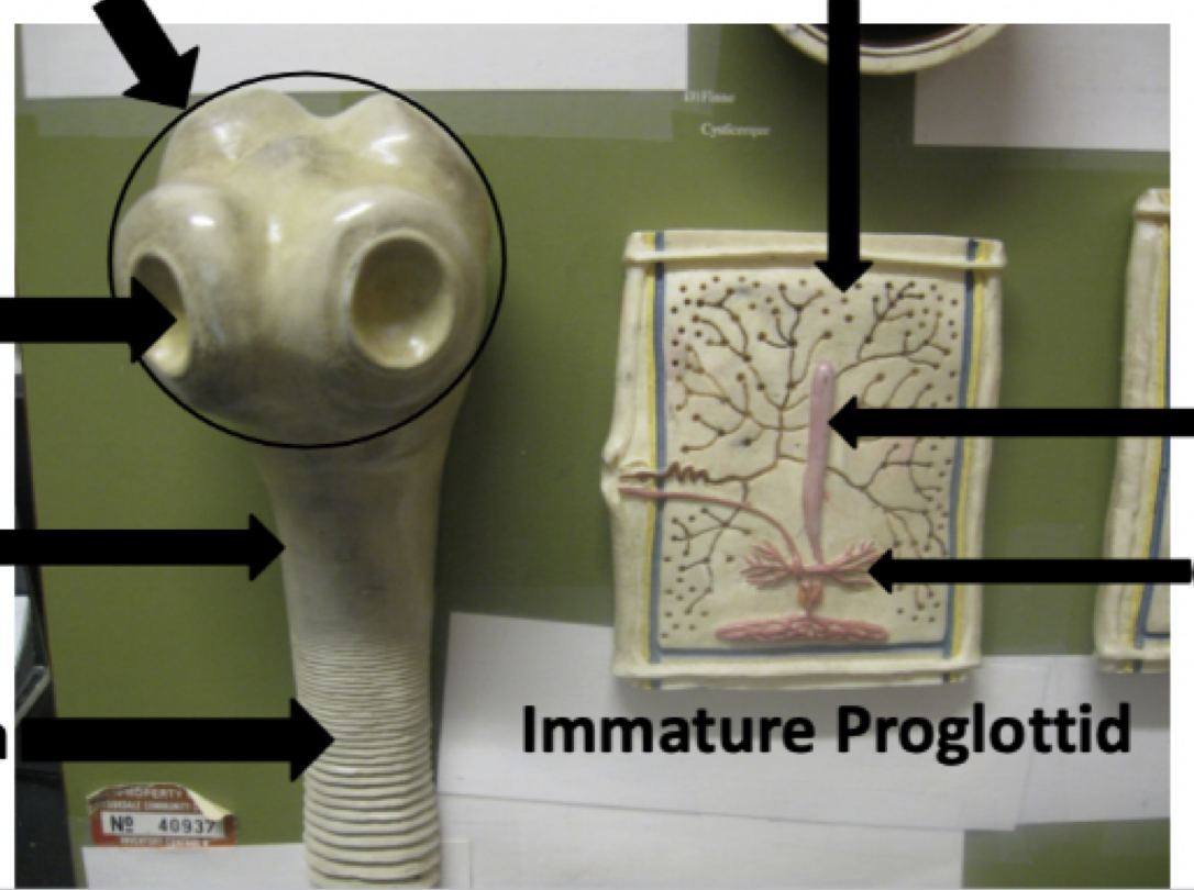 <p>Name the parts of the tapeworm model starting in the upper right and traveling clockwise </p>