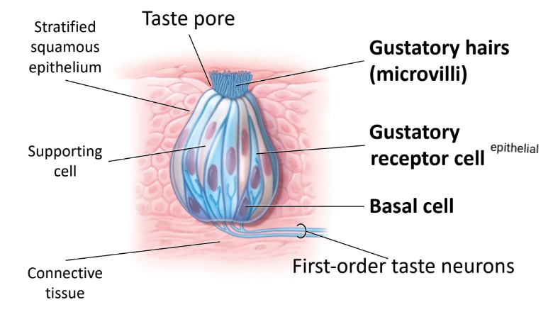 Microvilli.
