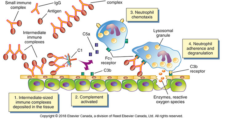<p>What differentiated the type 3 hypersensivity reaction over the other?</p>