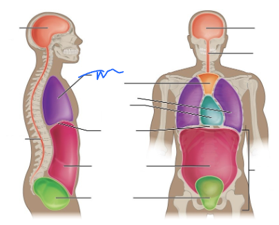 <p>What is this body cavity?</p>