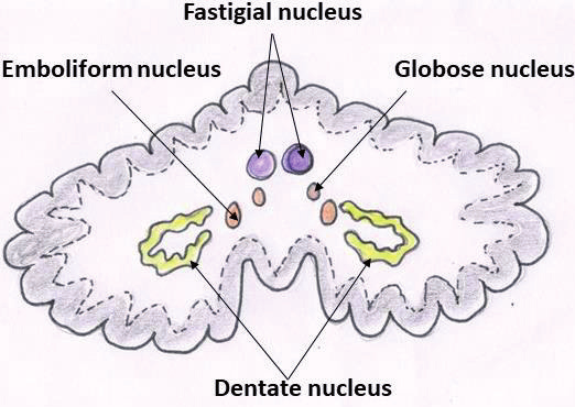 <p>Dentate, emboliform, globose, and fastigial (“Do Every Good Farmer”).</p>