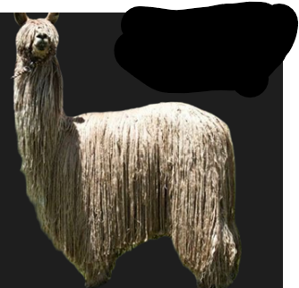 <p>Alpaca breed: ~ 10% of alpacas, silky pencil like fiber - looks like dreadlocks, 125-200lbs, used for elegant knitwear w/ flowing drapey appearance</p>