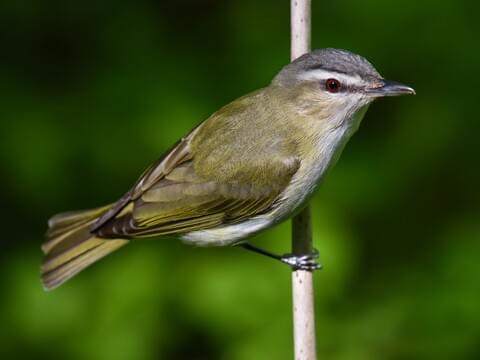 <p>Vireonidae</p>