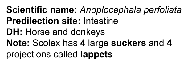 <p>Anoplocephala perfoliata</p>