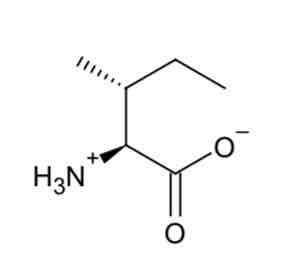 <p>Isoleucine </p>