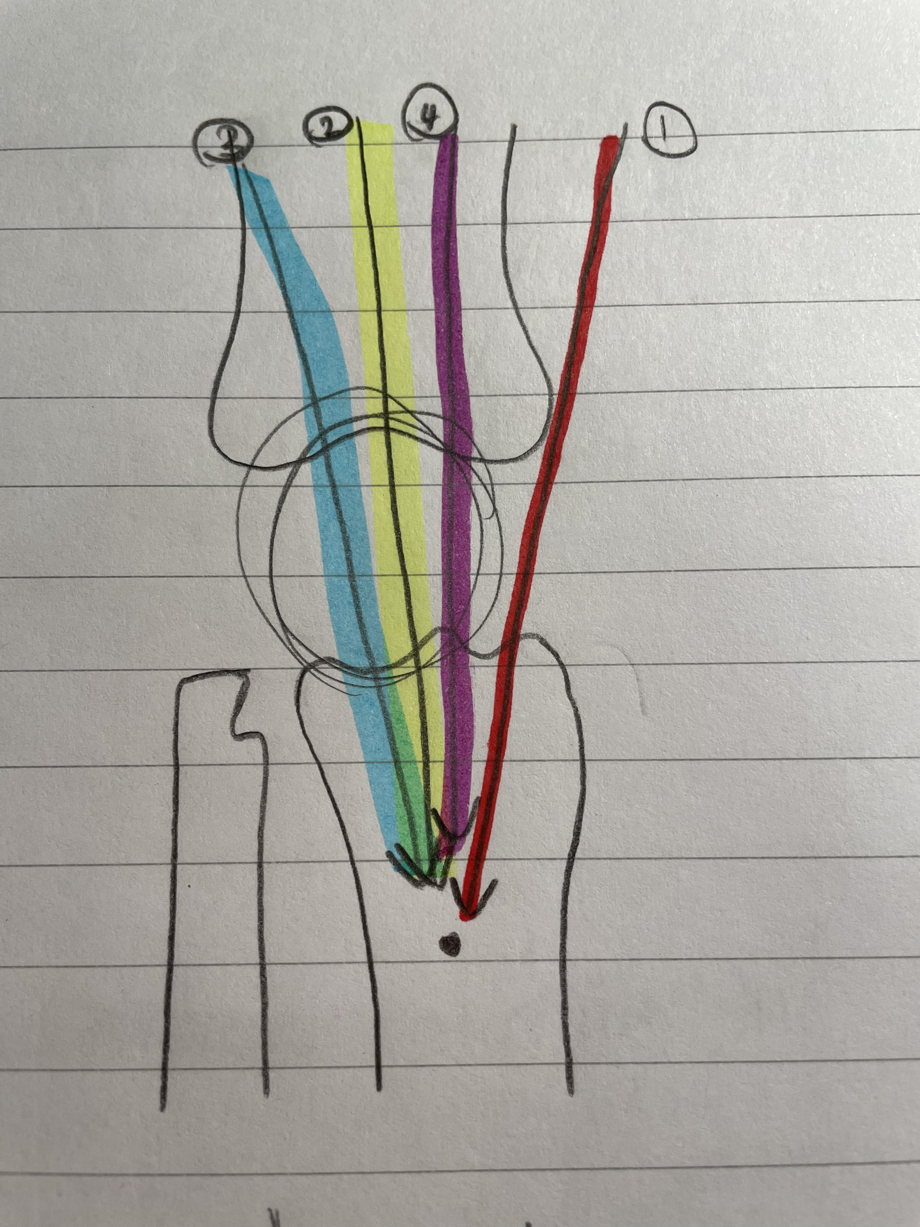 <ol start="2"><li><p><span style="color: yellow">Vastus Intermedialis</span></p></li></ol>