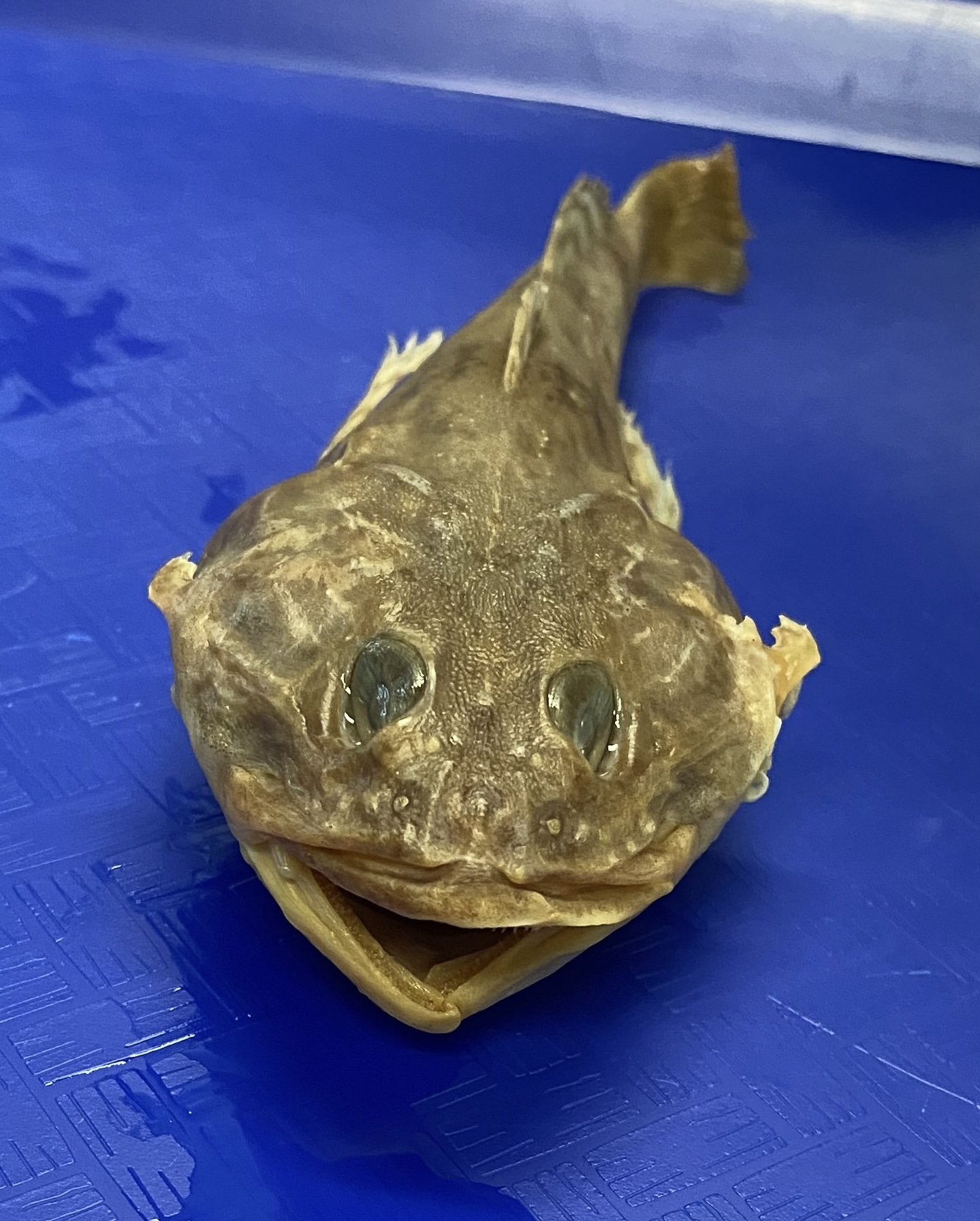 <p>Cottidae (sculpins)</p>