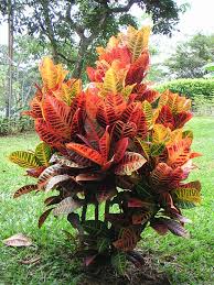 <p>Croton</p><p><em>(Codiaeum variegatum)</em></p>