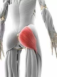 Identify what muscle this is 