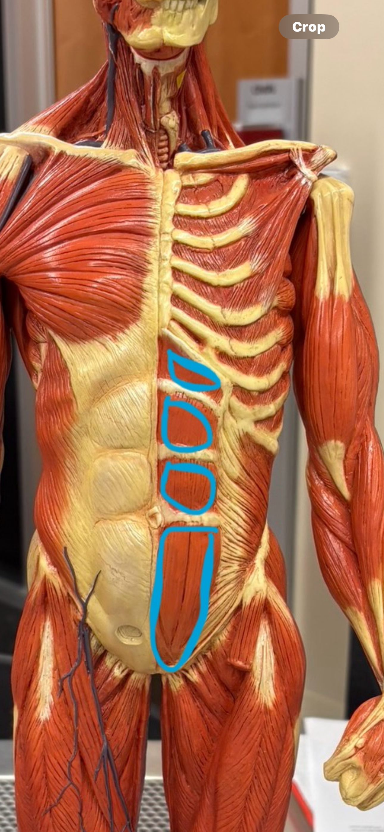 knowt flashcard image