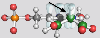 <p>What type of reaction catalyzed by PLP is shown by this image?</p><p></p><p>Between which atoms is the bond being cleaved? </p>