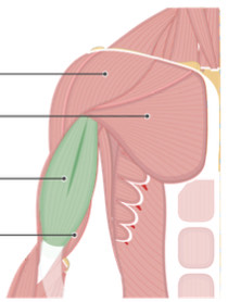<p>Arm Muscle</p>