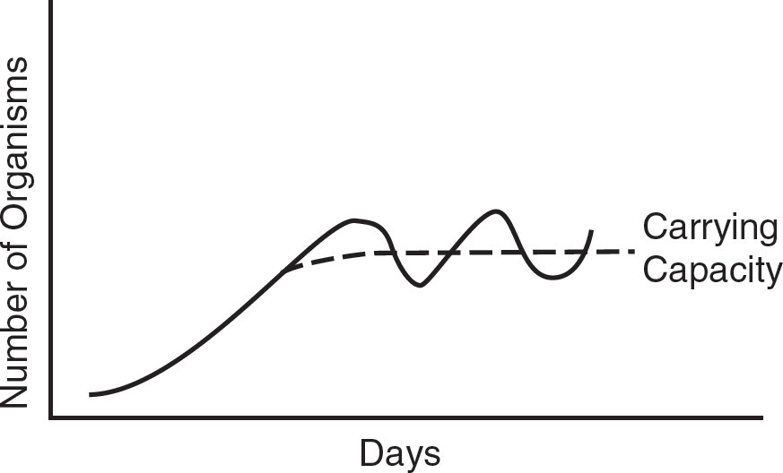 Fluctuations around the carrying capacity
