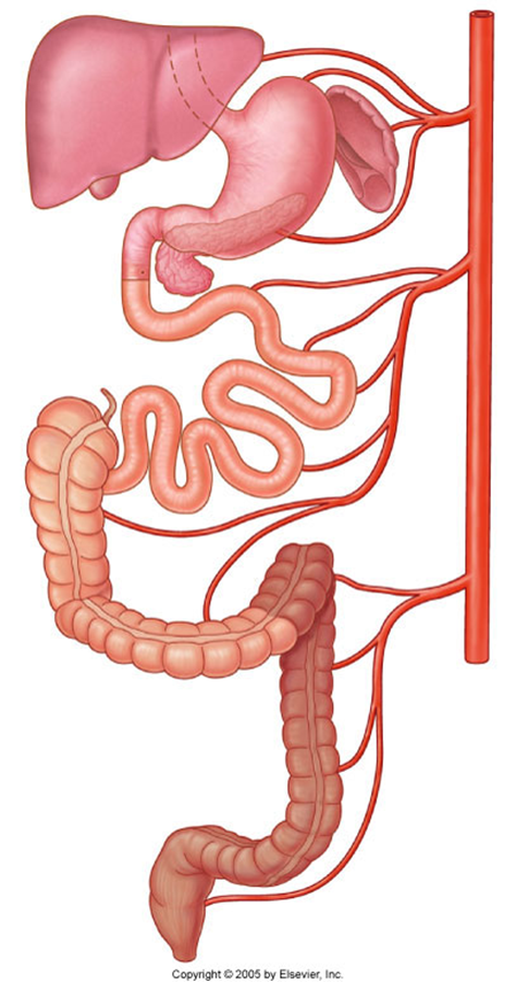 not in detail because the pancreas is supplied by both the CT and the SMA and the duodenum is as well