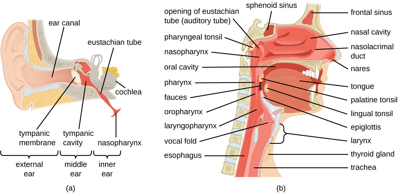 <p>larynx </p>