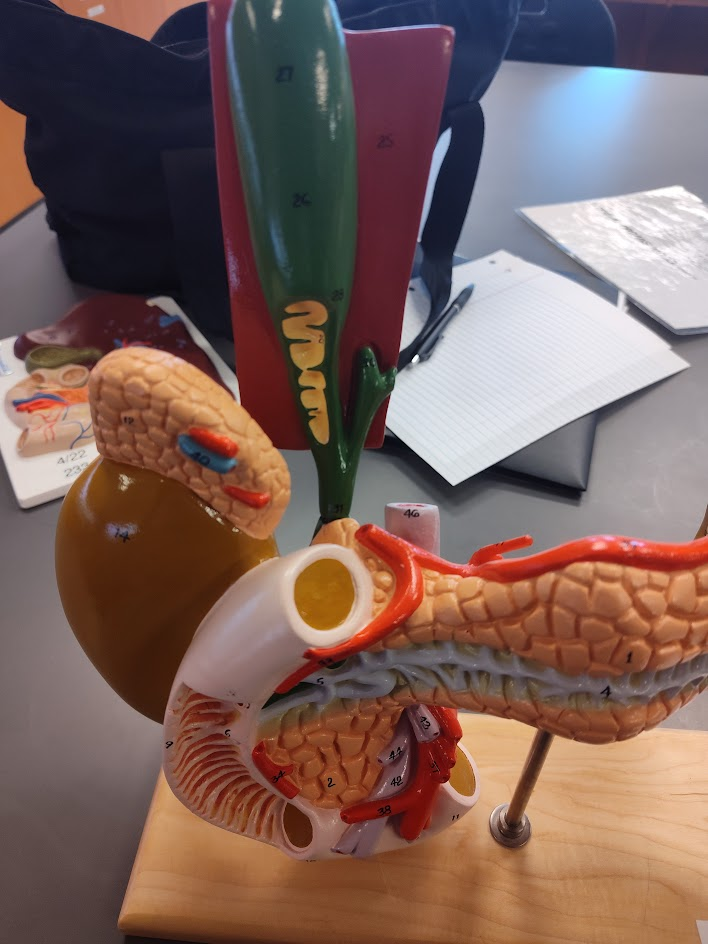 <p>gallbladder </p>