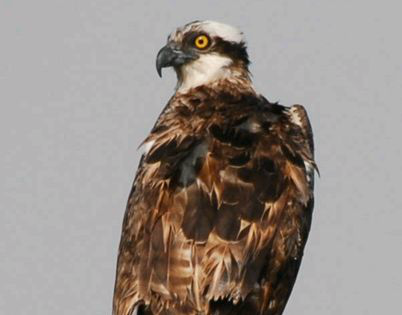 <p>Identify the species shown:&nbsp;</p>