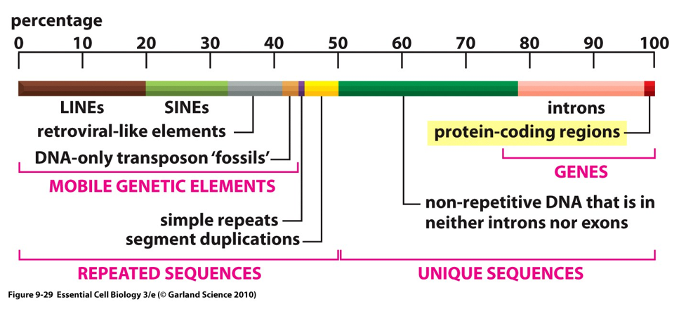 <p>80% of the human genome is transcribed and 1% codes for proteins</p>