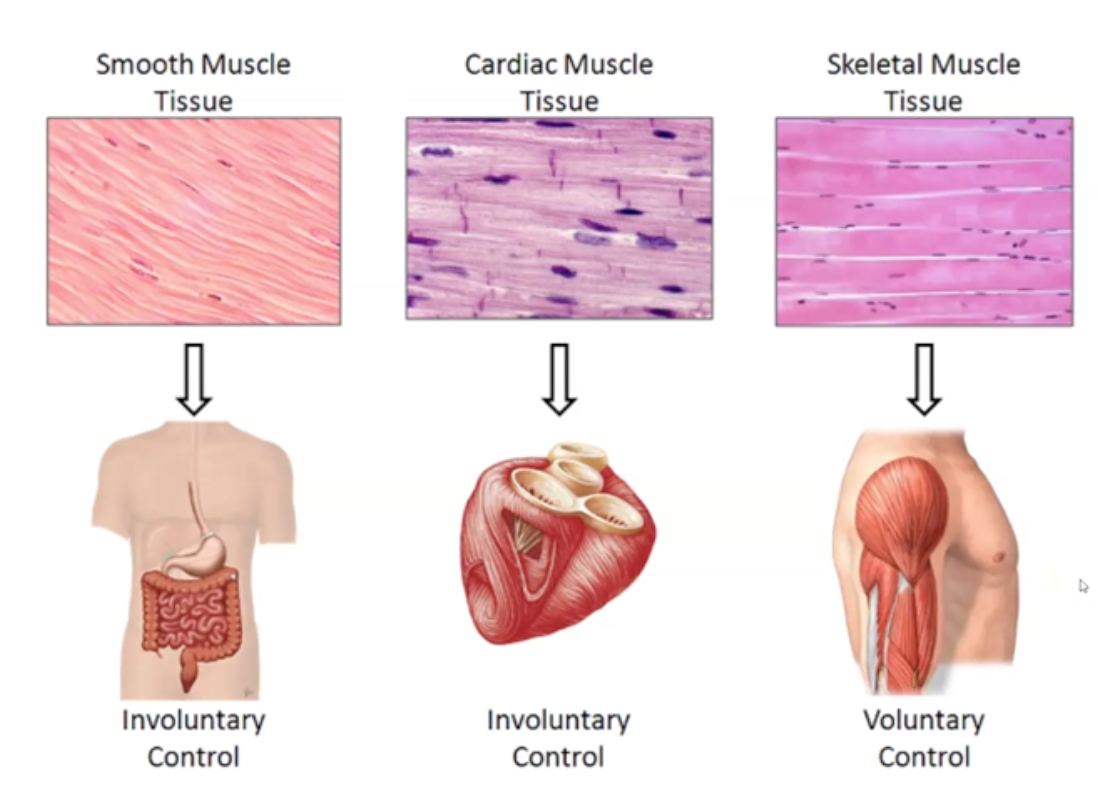 <p>What are the 3 muscle types?</p>