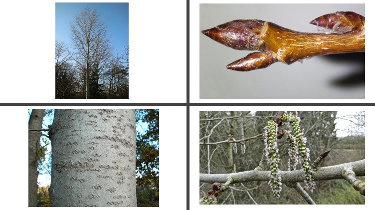 <p>Ratelpopulier</p>