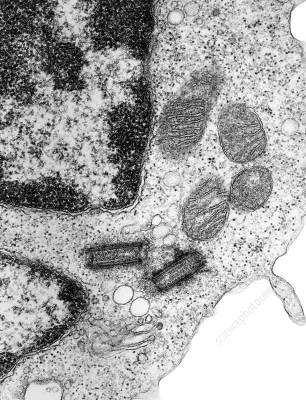 <p>Found in eukaryotic cells, but not all. Comes from the centrosome ( 2 per centrosome ), also apart of cell division ( Spindle fibers involved.</p>