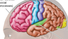 <p>little light green circle</p>