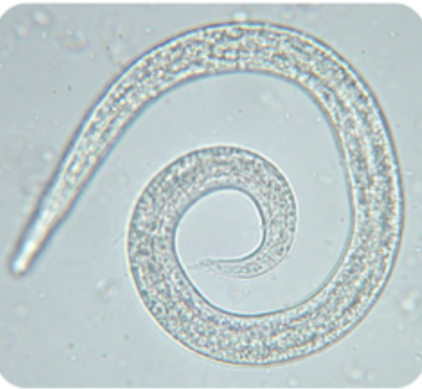 <p>The image matches which species?</p>