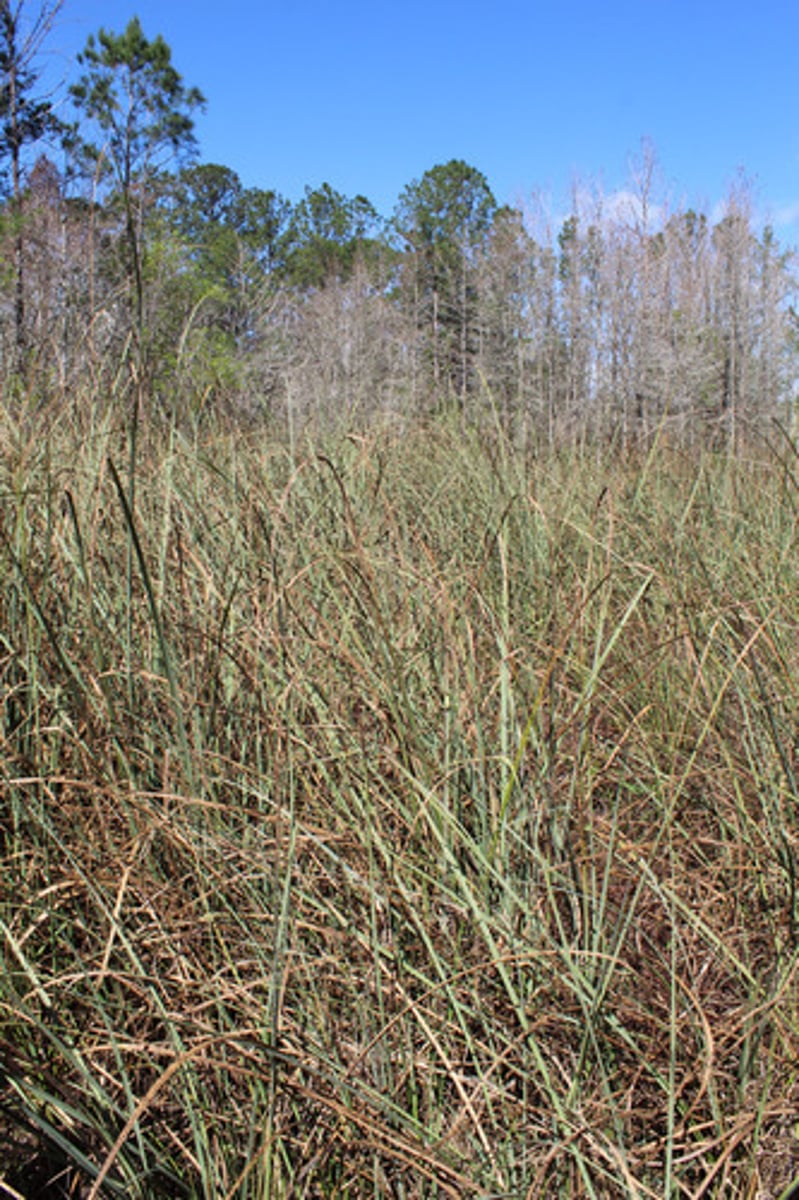 <p>what is the name of the plant pictured here?</p>