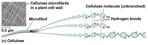<p>Cellulose</p>