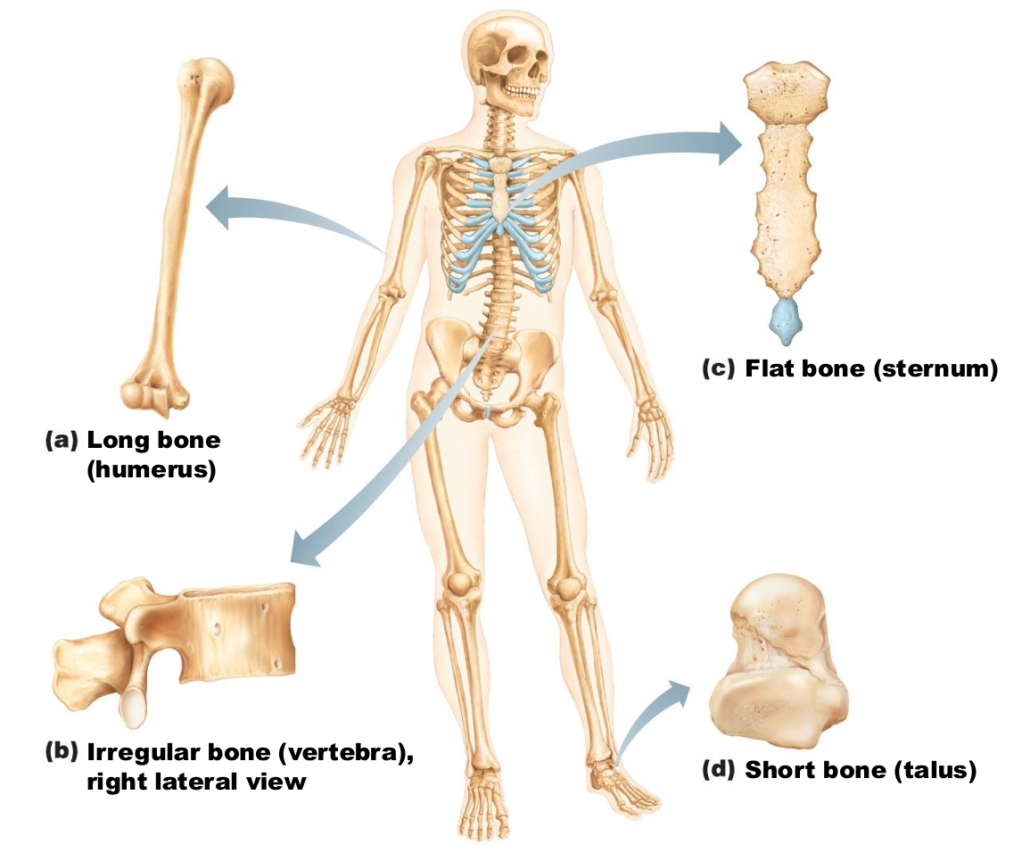 <ul><li><p>Longer than they are wide</p></li><li><p>Limb, wrist, ankle bones </p></li></ul><p></p>