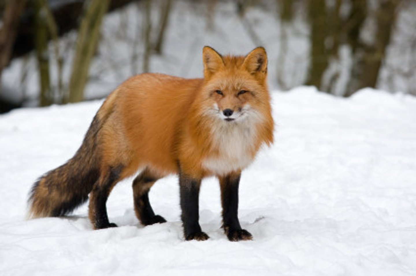 <p>red fox</p>