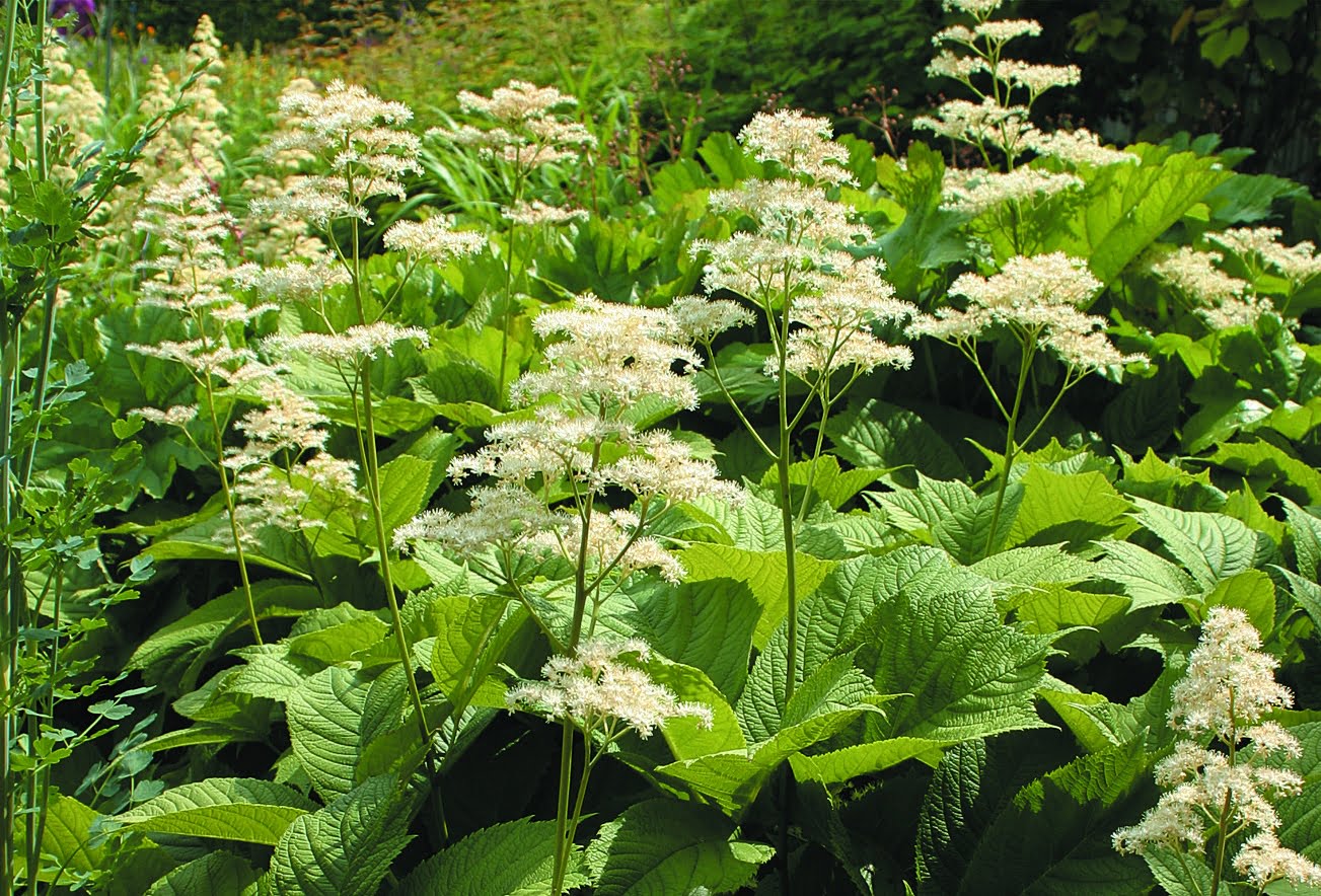 <p>Vad är detta för blomma? </p>