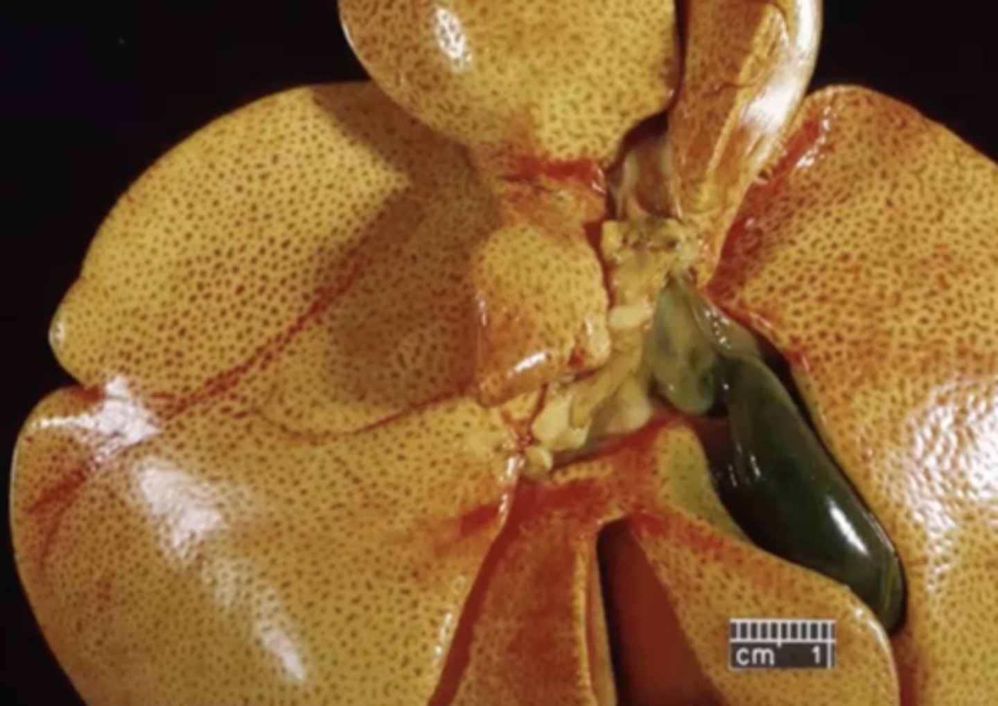 <p>Cat liver: What is wrong here?</p>